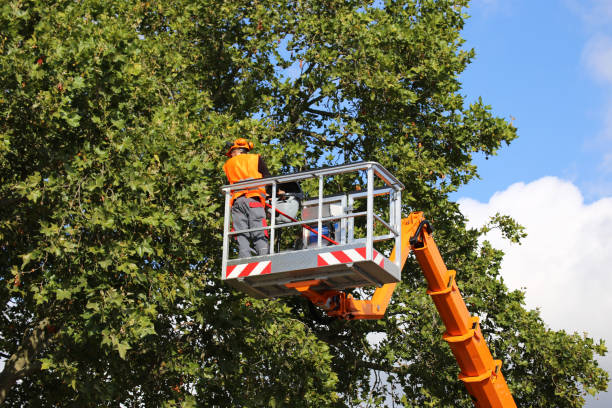 Best Tree Maintenance Programs  in USA